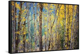 Kootenay Fall 4-Ursula Abresch-Framed Stretched Canvas