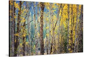 Kootenay Fall 4-Ursula Abresch-Stretched Canvas