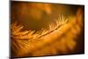 Kootenay Gold-Ursula Abresch-Mounted Photographic Print