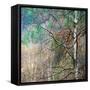 Kootenay Spring-Ursula Abresch-Framed Stretched Canvas