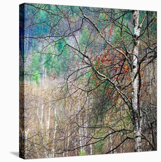 Kootenay Spring-Ursula Abresch-Stretched Canvas