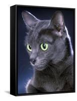 Korat Cat-null-Framed Stretched Canvas