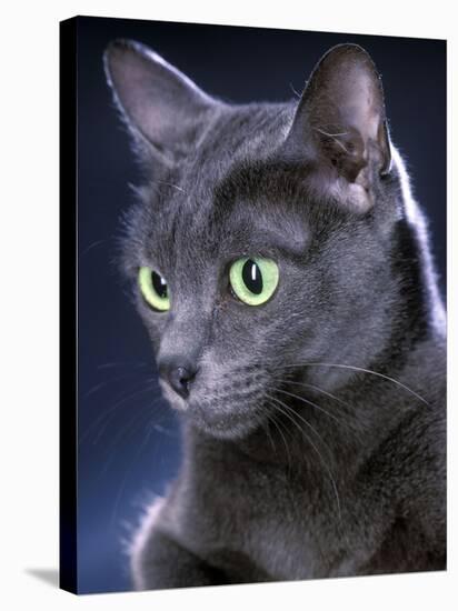 Korat Cat-null-Stretched Canvas