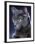 Korat Cat-null-Framed Photographic Print