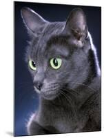 Korat Cat-null-Mounted Photographic Print