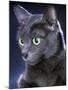 Korat Cat-null-Mounted Photographic Print