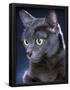 Essential Black