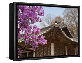 Korea, Seoul, Changdeokgung Palace, Cherry Blossom at Changgyeongggung Palace-Jane Sweeney-Framed Stretched Canvas