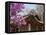 Korea, Seoul, Changdeokgung Palace, Cherry Blossom at Changgyeongggung Palace-Jane Sweeney-Framed Stretched Canvas