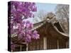 Korea, Seoul, Changdeokgung Palace, Cherry Blossom at Changgyeongggung Palace-Jane Sweeney-Stretched Canvas