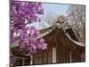 Korea, Seoul, Changdeokgung Palace, Cherry Blossom at Changgyeongggung Palace-Jane Sweeney-Mounted Photographic Print