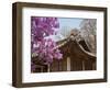 Korea, Seoul, Changdeokgung Palace, Cherry Blossom at Changgyeongggung Palace-Jane Sweeney-Framed Photographic Print