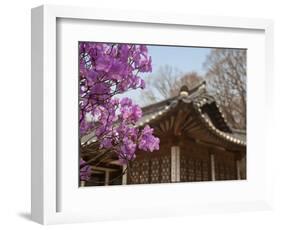 Korea, Seoul, Changdeokgung Palace, Cherry Blossom at Changgyeongggung Palace-Jane Sweeney-Framed Photographic Print