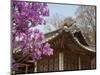 Korea, Seoul, Changdeokgung Palace, Cherry Blossom at Changgyeongggung Palace-Jane Sweeney-Mounted Photographic Print