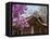 Korea, Seoul, Changdeokgung Palace, Cherry Blossom at Changgyeongggung Palace-Jane Sweeney-Framed Stretched Canvas