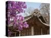 Korea, Seoul, Changdeokgung Palace, Cherry Blossom at Changgyeongggung Palace-Jane Sweeney-Stretched Canvas
