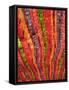 Korea, Seoul, Gangnam, Bongeunsa Temple, Lanterns, Lotus Lantern Festival Celebrations for Bhuddda'-Jane Sweeney-Framed Stretched Canvas