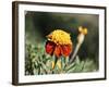 Korea-para827-Framed Photographic Print