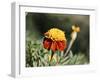 Korea-para827-Framed Photographic Print