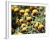 Korea-para827-Framed Photographic Print