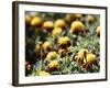 Korea-para827-Framed Photographic Print