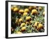 Korea-para827-Framed Photographic Print