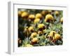 Korea-para827-Framed Photographic Print