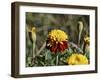 Korea-para827-Framed Photographic Print