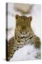 Korean Leopard Endangered Species-null-Stretched Canvas