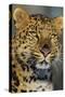 Korean Leopard Endangered Species-null-Stretched Canvas