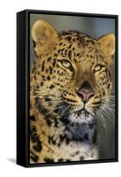 Korean Leopard Endangered Species-null-Framed Stretched Canvas