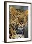 Korean Leopard Endangered Species-null-Framed Photographic Print