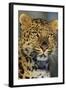 Korean Leopard Endangered Species-null-Framed Photographic Print