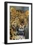 Korean Leopard Endangered Species-null-Framed Photographic Print