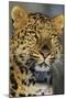 Korean Leopard Endangered Species-null-Mounted Photographic Print