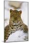 Korean Leopard Endangered Species-null-Mounted Photographic Print