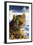 Korean Leopard-null-Framed Photographic Print