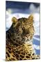 Korean Leopard-null-Mounted Photographic Print