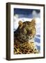 Korean Leopard-null-Framed Photographic Print