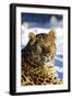 Korean Leopard-null-Framed Photographic Print