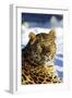 Korean Leopard-null-Framed Photographic Print