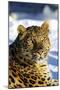 Korean Leopard-null-Mounted Photographic Print