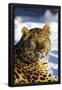 Essential Black