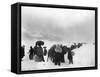 Korean Refugees Slog Through Snow Outside of Kangnung (Gangneung)-null-Framed Stretched Canvas