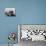 Korean War U.S. Land at Pohang-Associated Press-Stretched Canvas displayed on a wall