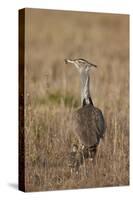 Kori Bustard (Ardeotis Kori) Adult and Ckick-James Hager-Stretched Canvas