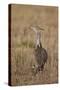 Kori Bustard (Ardeotis Kori) Adult and Ckick-James Hager-Stretched Canvas