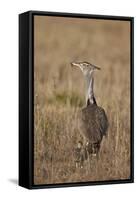 Kori Bustard (Ardeotis Kori) Adult and Ckick-James Hager-Framed Stretched Canvas