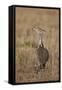 Kori Bustard (Ardeotis Kori) Adult and Ckick-James Hager-Framed Stretched Canvas