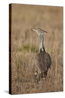 Kori Bustard (Ardeotis Kori) Adult and Ckick-James Hager-Stretched Canvas